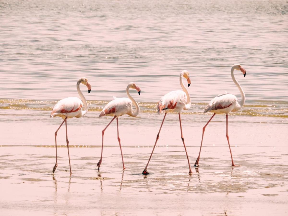 Lagoon View Self Catering Walvis Bay Exteriör bild